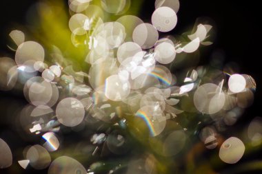 Yağmurdan sonra bulanık arkaplan için soyut yeşil yapraklar