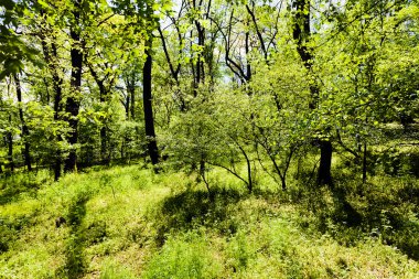 İlkbaharda, Not alan sığ derinliği yeşil orman