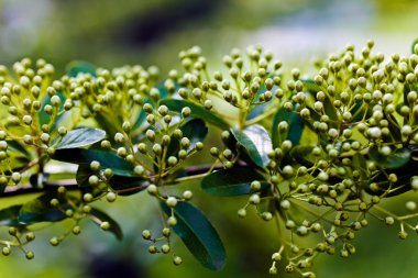 Not alan sığ derinliği yeşil zemin üzerine yeşil dalı yeşil tomurcukları