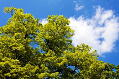 Not alan sığ derinliği arka planda gökyüzü ile Treetop
