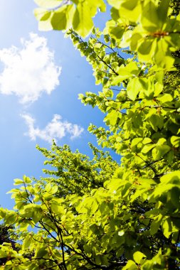 Not alan sığ derinliği arka planda gökyüzü ile Treetop