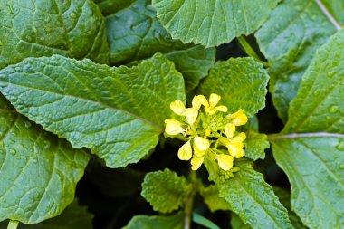 Sarı çiçekli yağmur damlaları, dikkat et sığ tarla derinliği