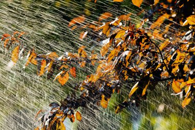 Yağmurun altında yapraklar, dikkat edin sığ alan derinliği