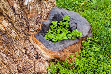 Doğadaki bir ağaç gövdesindeki bitki, sığ alan derinliğine dikkat edin.