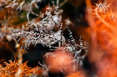 soyut çalılıklar, alanın yüzeysel derinliğine dikkat edin