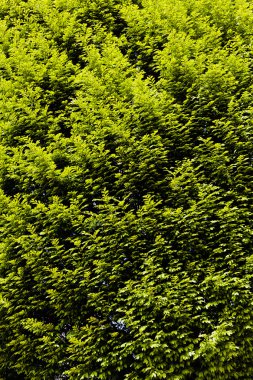 Yeşil yapraklı taç ağacı, derin alan derinliğine dikkat edin.