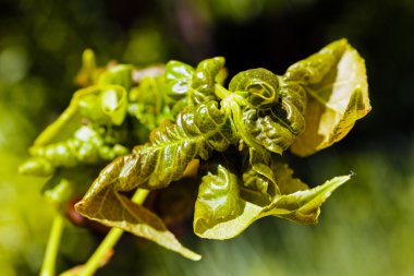 Ağaca sarılmış yeşil yapraklar, alanın sığ derinliğine dikkat edin