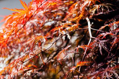 Japonca Akçaağaç Sonbahar, Not alan sığ derinliği içinde