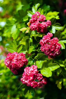 Doğada pembe çiçekli çalı, tarlanın sığ derinliğine dikkat edin.