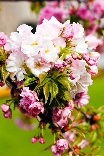 Rama decorativa con flor blanca y rosa — Foto de Stock