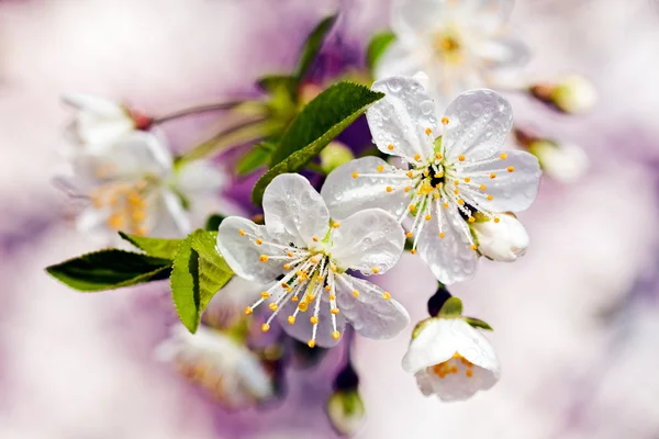 Branche décorative avec des fleurs blanches — Photo