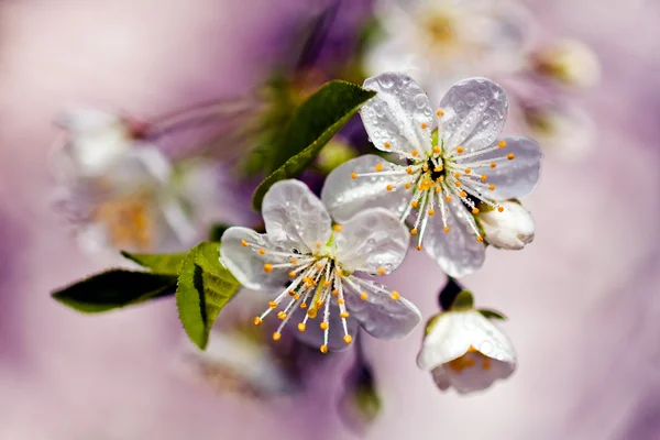 Fleur Cerisier Sur Fond Flou Violet Note Faible Profondeur Champ — Photo