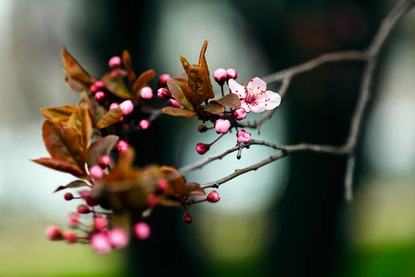 Branche med rosa blommor — Stockfoto