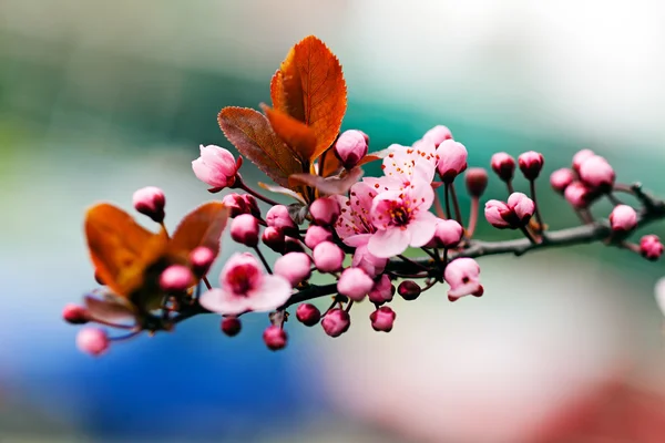 Blühende Kirsche Auf Dem Hellen Hintergrund Beachten Sie Die Geringe — Stockfoto