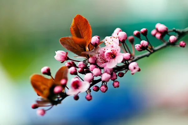 Zweige Mit Rosa Blüten Auf Blauem Hintergrund Beachten Sie Die — Stockfoto