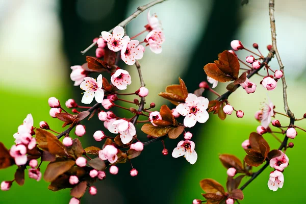 Knoppar Körsbär Blommiga Notera Grunt Skärpedjup — Stockfoto