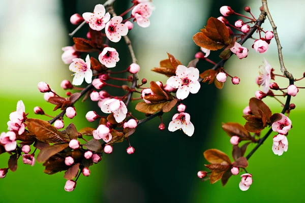 花に桜の蕾 フィールドの浅い深さに注意してください — ストック写真