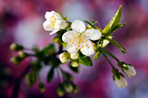 Fleurs Blanches Sur Fond Violet Note Faible Profondeur Champ — Photo