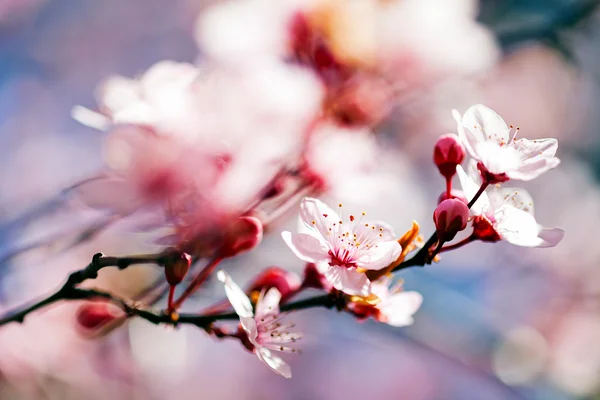 Tak Met Roze Bloemen Noot Ondiepe Diepte Van Het Veld — Stockfoto