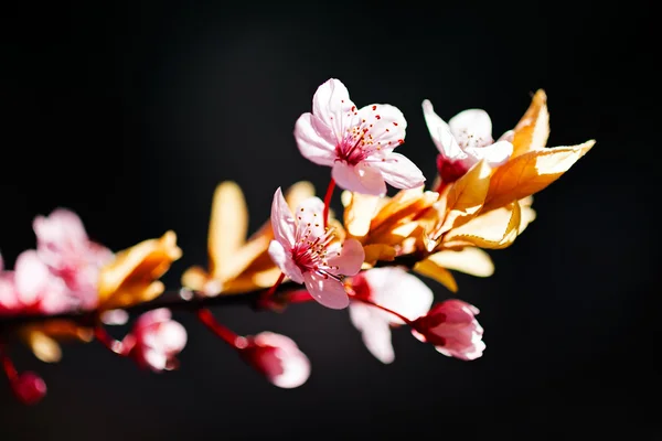 Ramas Con Flores Color Rosa Sobre Fondo Oscuro Nota Poca — Foto de Stock