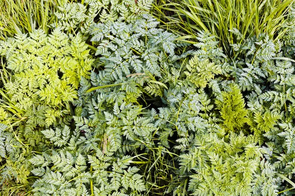 Feuilles Printemps Par Une Journée Ensoleillée Notez Une Faible Profondeur — Photo