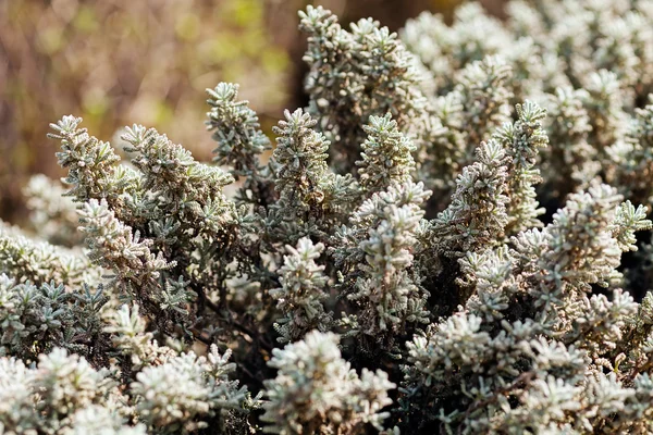 Arbustos Plata Naturaleza Nota Poca Profundidad Campo — Foto de Stock