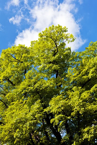 Not alan sığ derinliği arka planda gökyüzü ile Treetop