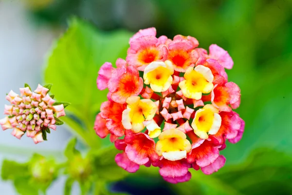 Lantana Camara Greek Oleander Unusual Flower Note Shallow Depth Field — Stock Photo, Image