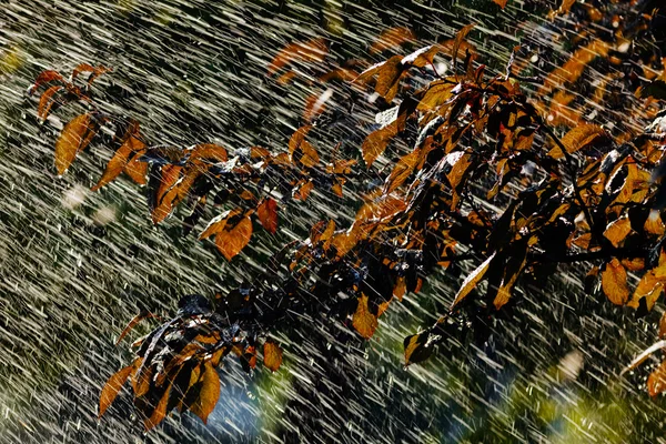 雨の猛襲の下に葉を出し畑の浅い深さに注意し — ストック写真