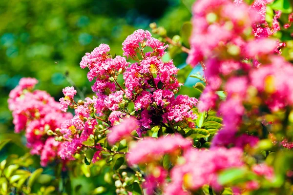 Beautiful Pink Flowers Green Background Note Shallow Depth Field — Stock Photo, Image