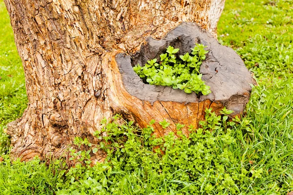 Plant Wooden Stump Nature Note Shallow Depth Field — Stock Photo, Image