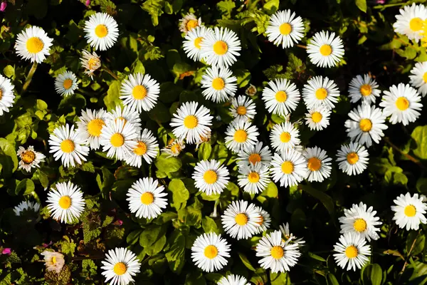 Wild Daisies Meadow Note Shallow Depth Field — Stock Photo, Image
