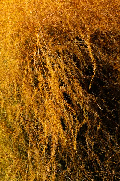 Grama Selvagem Ouro Prado Observe Profundidade Rasa Campo — Fotografia de Stock