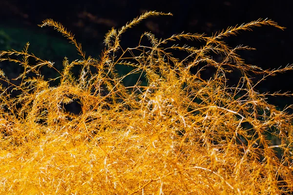 Erba Dorata Sullo Sfondo Scuro Nota Profondità Campo Poco Profonda — Foto Stock