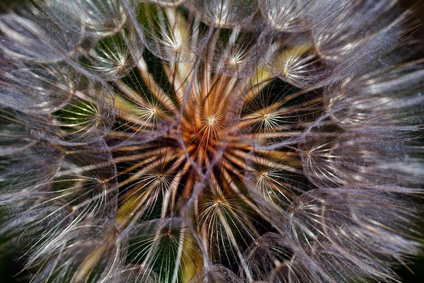 Cabeza Diente León Blanco Naturaleza Nota Poca Profundidad Campo — Foto de Stock