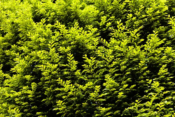 Árbol Copa Con Follaje Verde Nota Poca Profundidad Campo —  Fotos de Stock