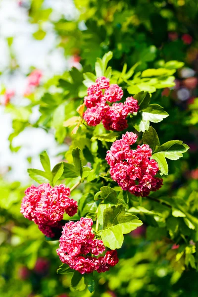 Shrub Pink Flowers Nature Note Shallow Depth Field — Stock Photo, Image
