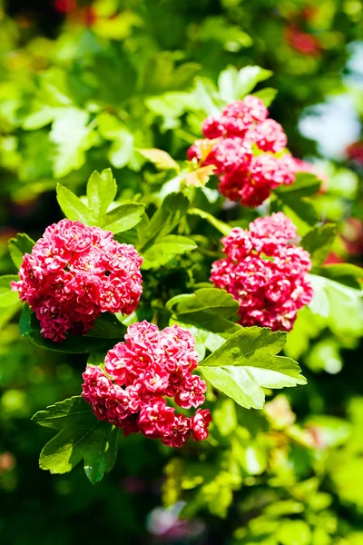 Shrub Pink Flowers Nature Note Shallow Depth Field — Stock Photo, Image