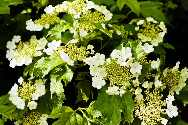 Flores Blancas Tupidas Naturaleza Nota Poca Profundidad Campo — Foto de Stock