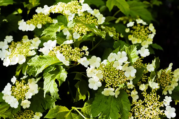 Flores Blancas Tupidas Naturaleza Nota Poca Profundidad Campo — Foto de Stock