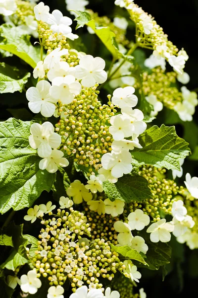 Flores Blancas Tupidas Naturaleza Nota Poca Profundidad Campo — Foto de Stock