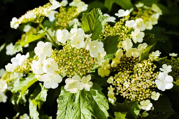 Flores Blancas Tupidas Naturaleza Nota Poca Profundidad Campo — Foto de Stock