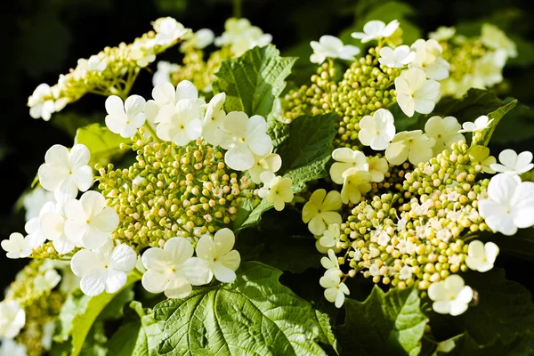 Flores Blancas Tupidas Naturaleza Nota Poca Profundidad Campo — Foto de Stock