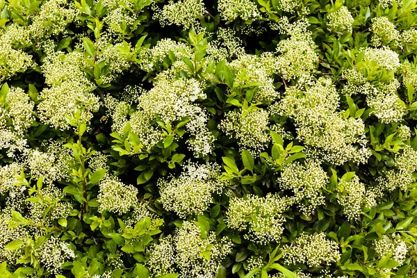 Parte Della Siepe Fiorita Con Piccoli Fiori Nota Profondità Campo — Foto Stock