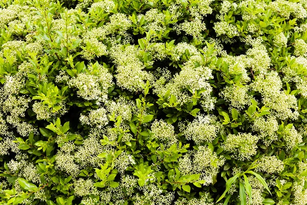 Haie fleurie avec des fleurs blanches — Photo