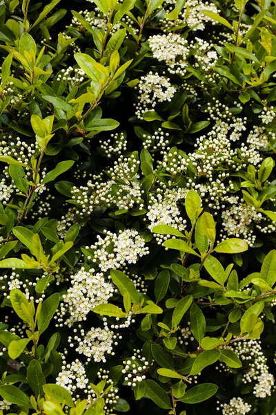 白い花を開花ヘッジ — ストック写真