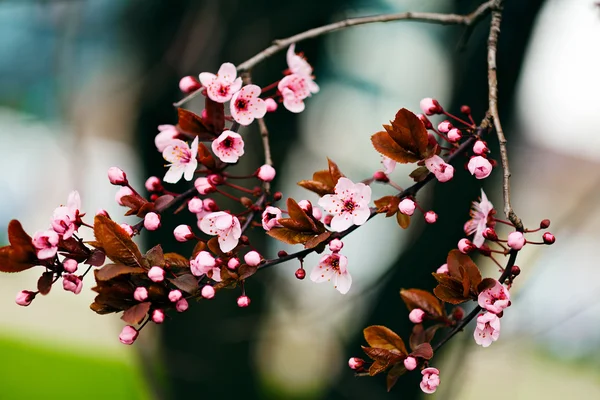 Buds of cherry in flowered, note shallow depth of field — Stock Image Buds Cherry Flowered Note Shallow Depth Field Royalty Free Stock Photos