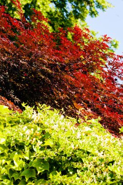 kırmızı ve yeşil yapraklar