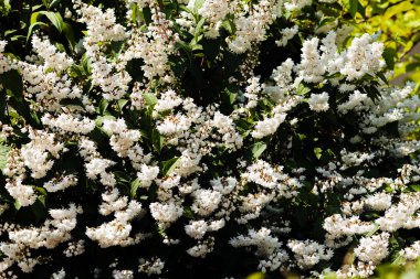 Beyaz Deutzia çiçek açtı, alanın derinliğine dikkat edin.