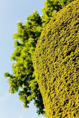 Parklardaki arka planda çit ve ağaç, alanın sığ derinliğine dikkat edin